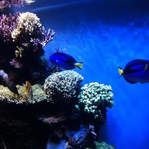 Meet your Posher, Devon